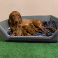 Dog Box G226673