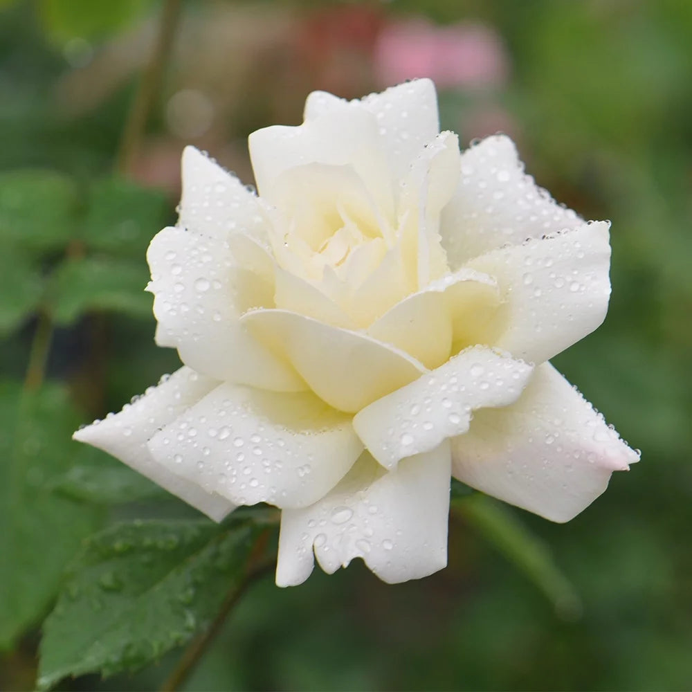 Hardy Rose Plant P374