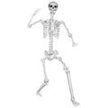 Posable Life Size Skeleton with Movable Joints E64200