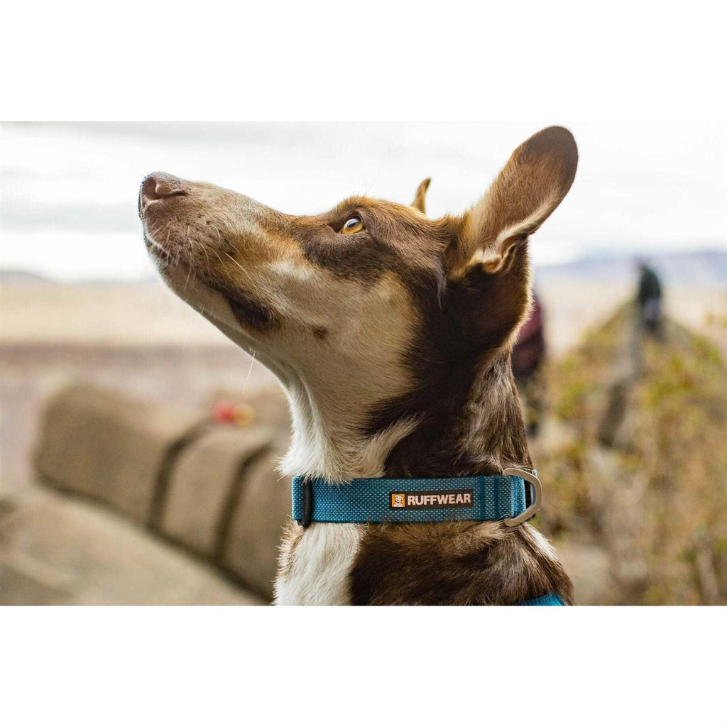 Hi Light Dog Collar I7073