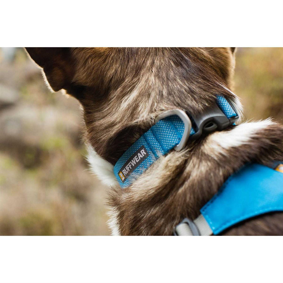 Hi Light Dog Collar I7073