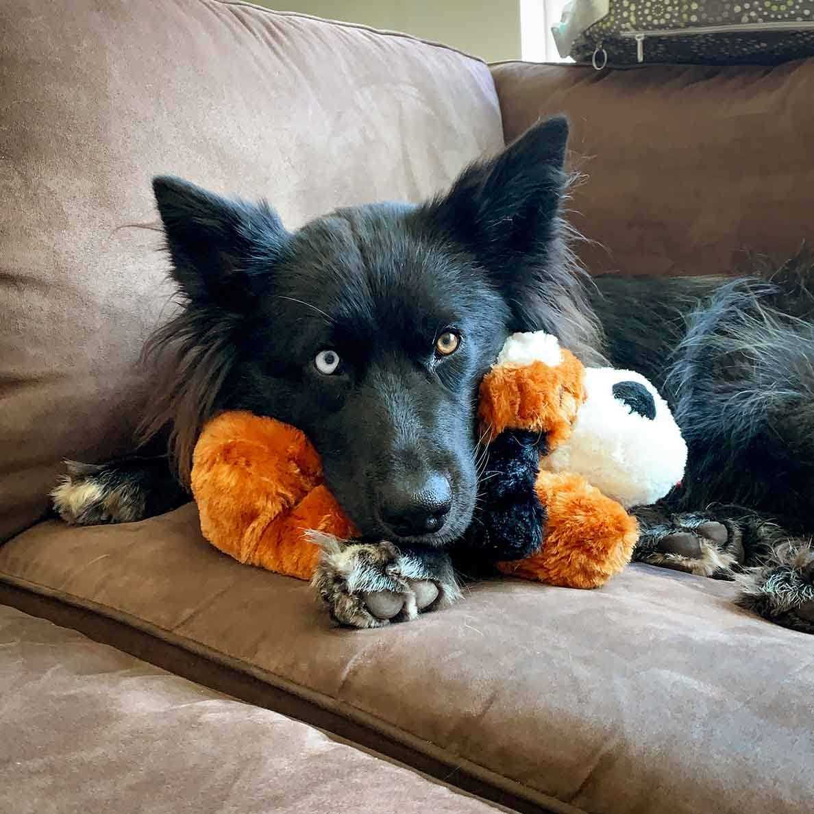 Behavioral Aid Toy V394