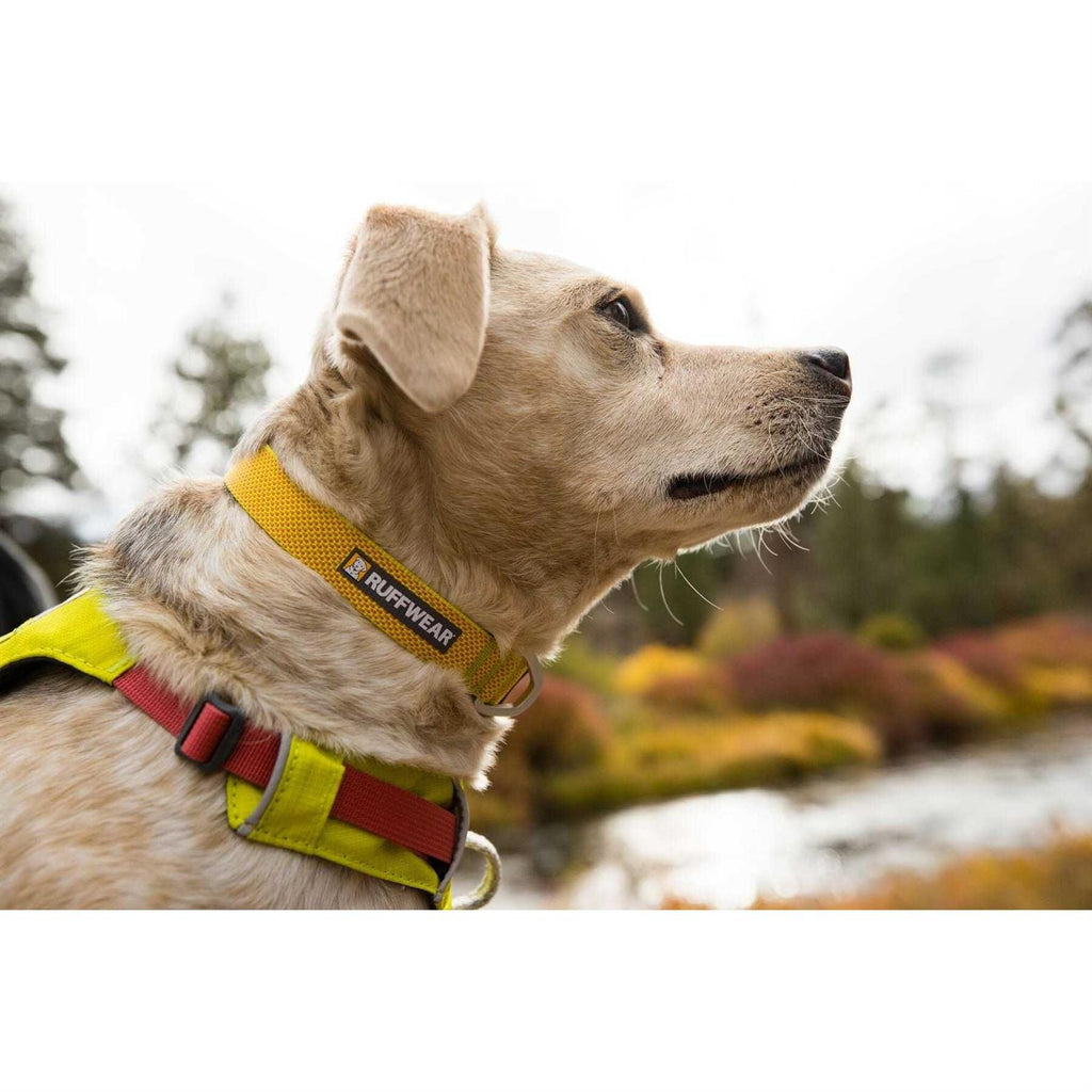 Hi Light Dog Collar I7073
