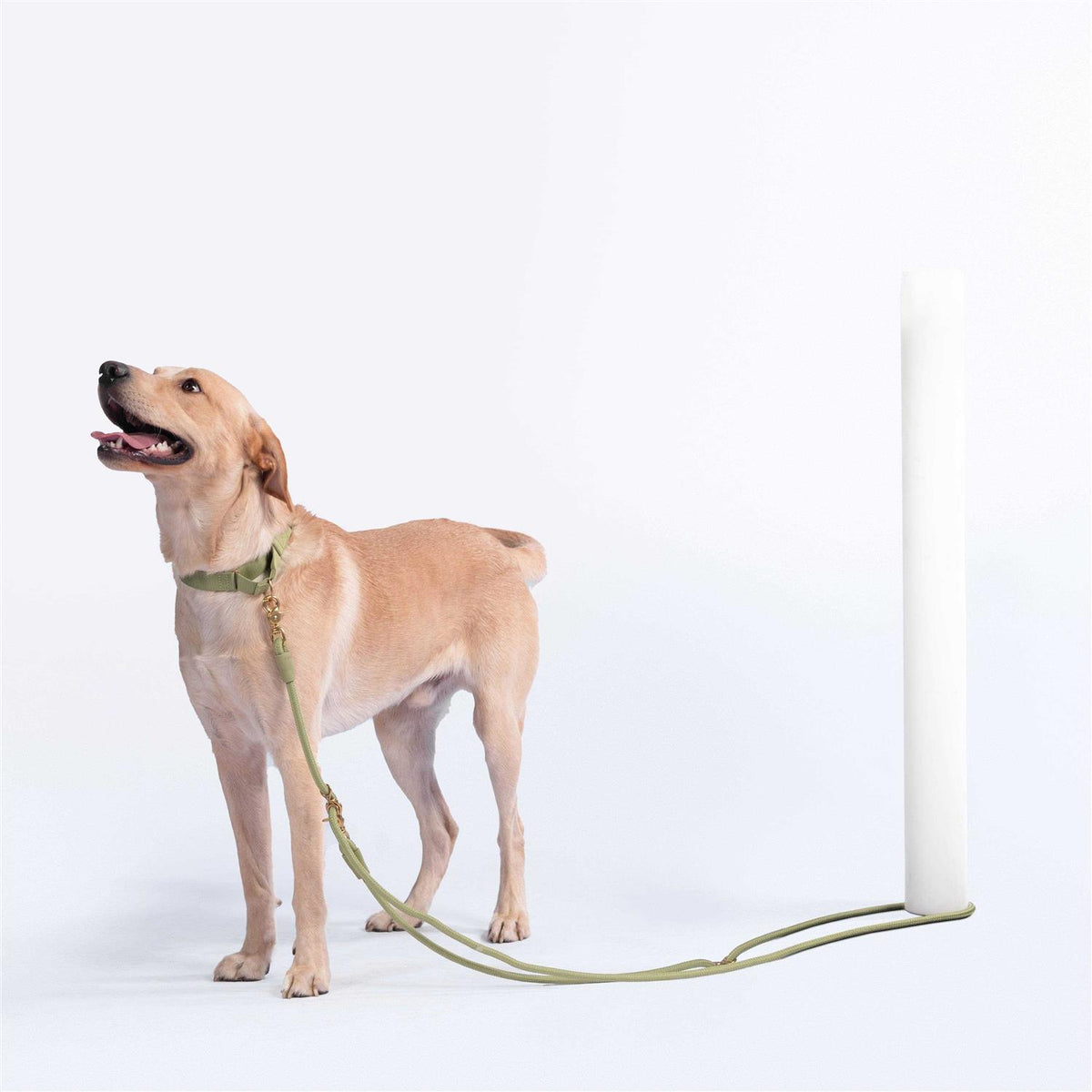 Pet Leash H785