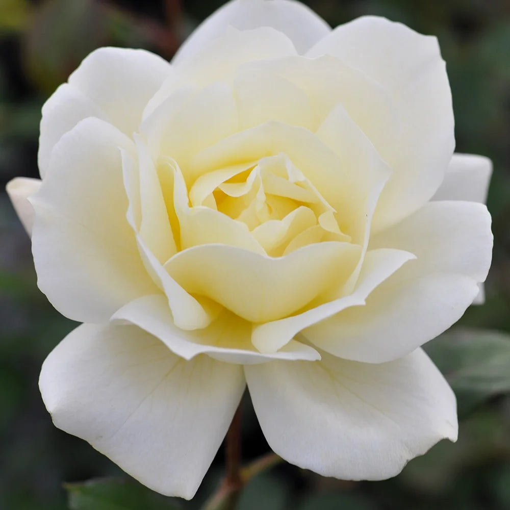 Hardy Rose Plant P374