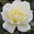Hardy Rose Plant P374