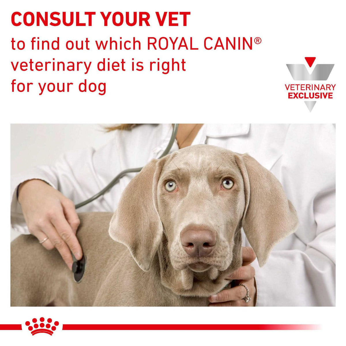 Canned Dog Food F77388