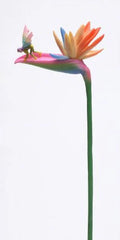 Bird of Paradise Statue Figurine P308