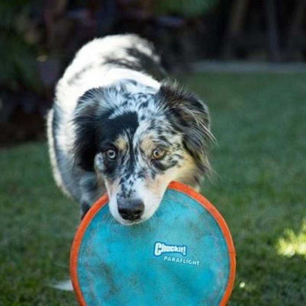 Dog Toy W7931