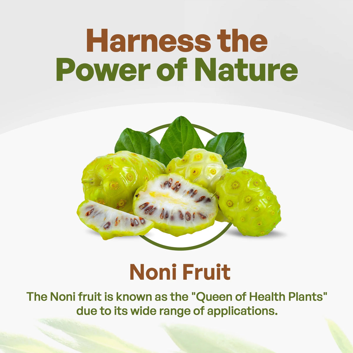 Organic Noni Fruit Powder 16 oz W7596