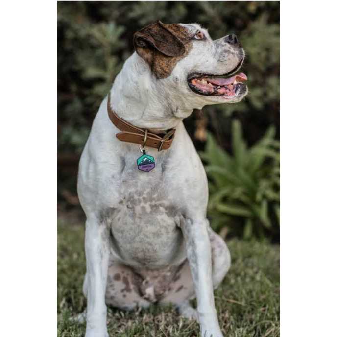 Silicone Dog ID Tag K34219