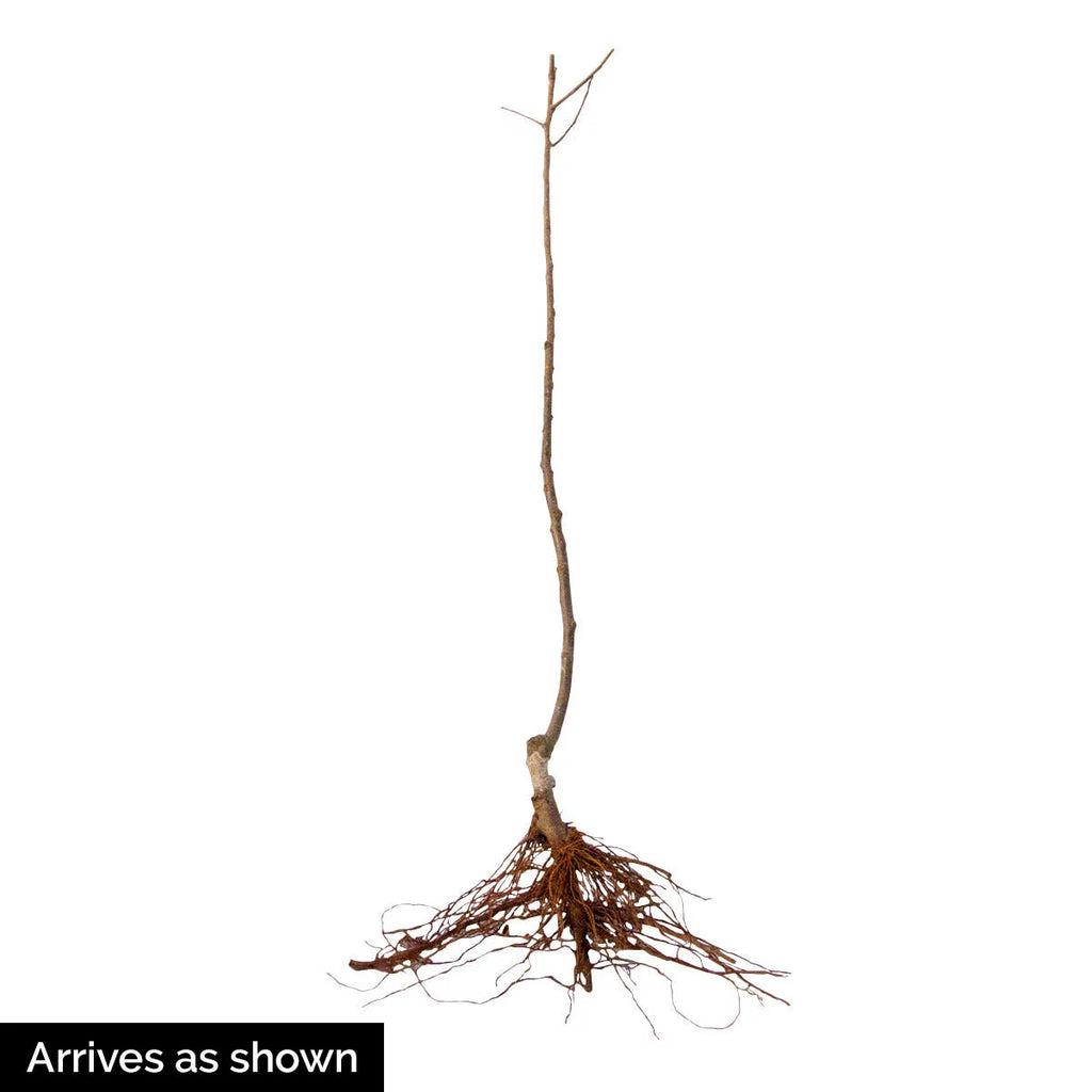 Dormant Bare Root Starter Fruit Tree 1-Pack C18027